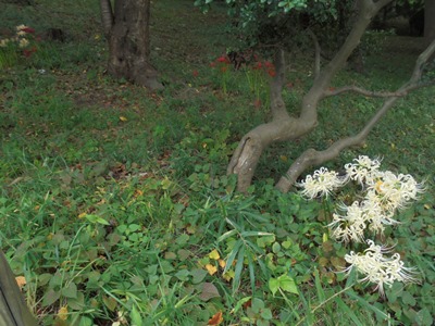 H290920ヒガンバナ2