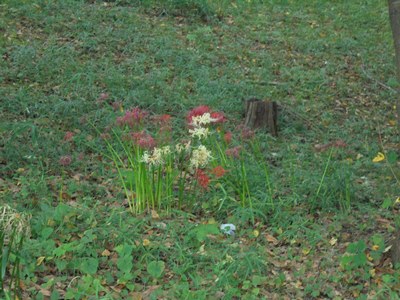 H290920ヒガンバナ1