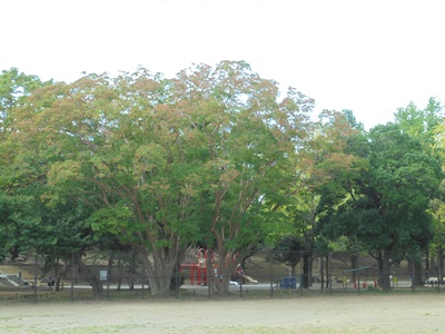 H291005サルスベリ