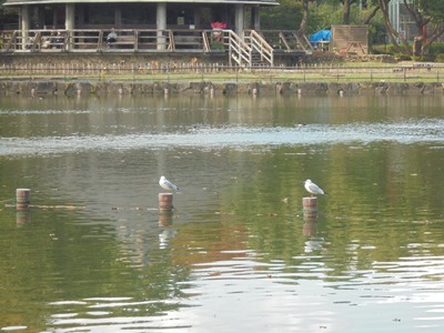 H281107ユリカモメ