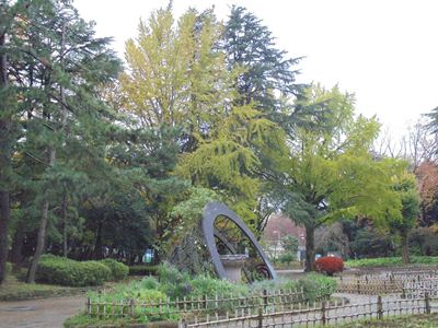 H281116大イチョウ