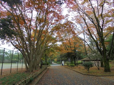 H281115園路の紅葉