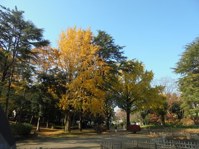 H281122大イチョウ