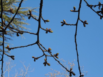 H290124サクラつぼみ