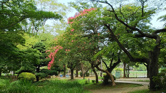 H290808サルスベリ