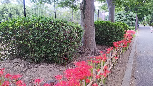 H290915ヒガンバナ2