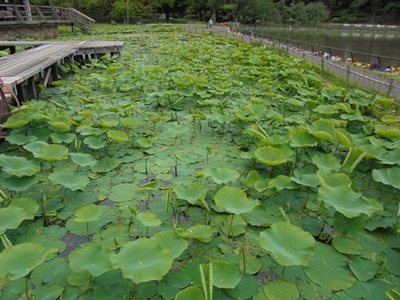 H280519ハスの様子