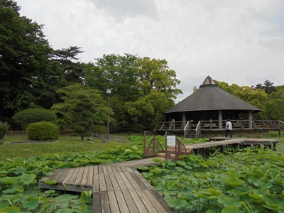 H280519ハス池全体