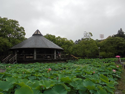 H280609ハス池全体