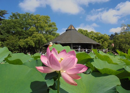 H280617蓮華亭とハス