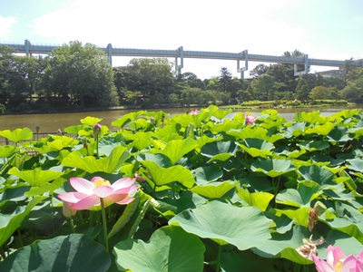 H280617モノレールとハス