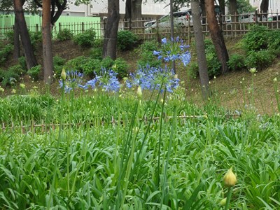 H280627アガパンサス