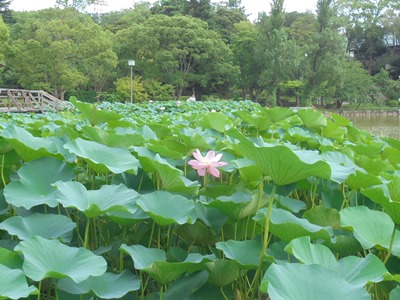 H280719ハス池1