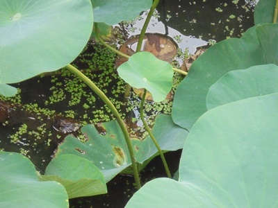 H280809ハス止め葉