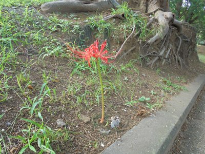 280902ヒガンバナ