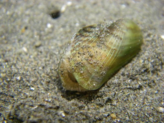 ホトトギスガイ