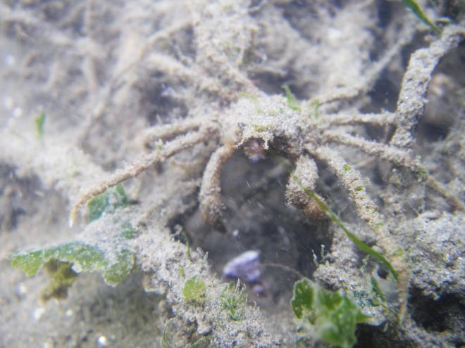 イッカククモガニ