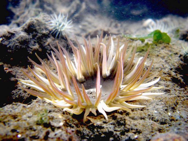 千葉市 海辺の生き物 貝類その他