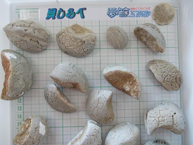 貝の化石