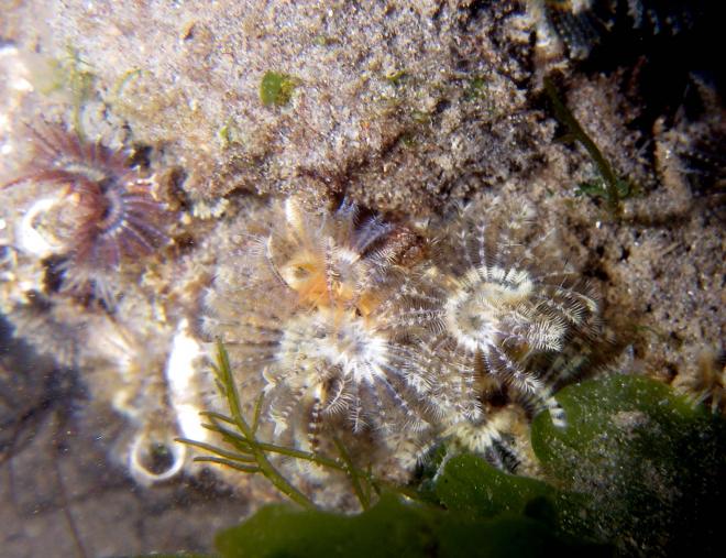 カンザシゴカイ