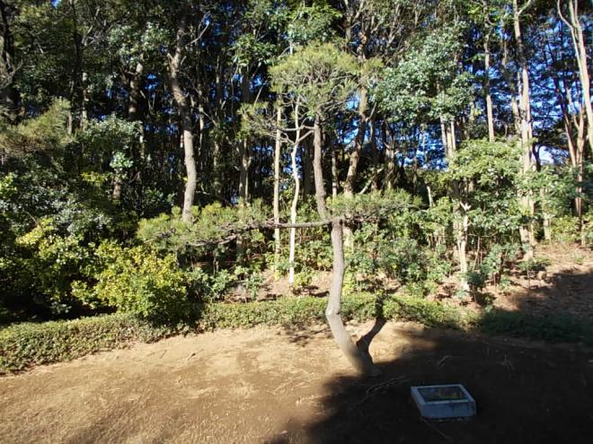 記念樹クロマツ