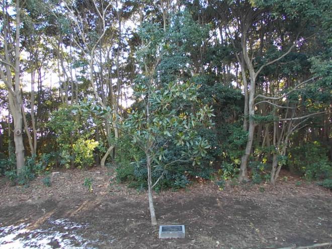 記念樹タイサンボク