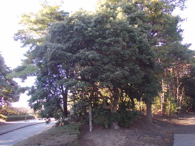 記念樹ヤマモモ