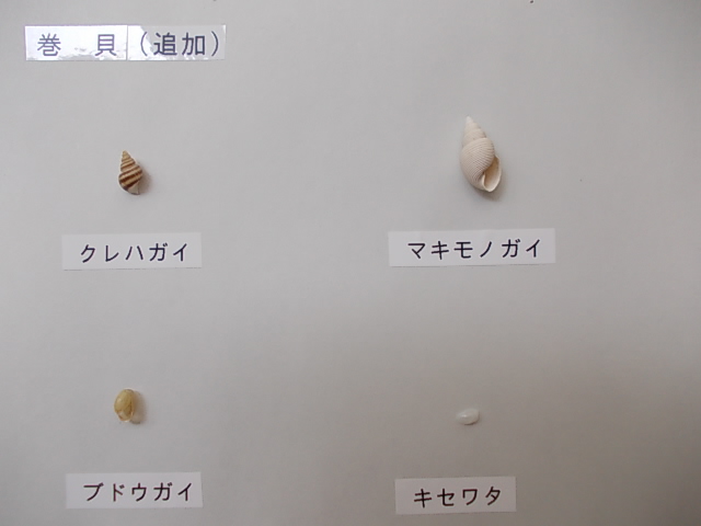 巻貝追加