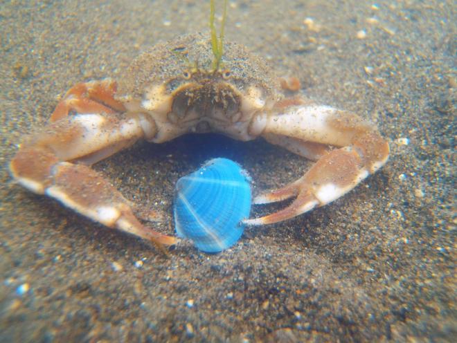 マメコブシガニ