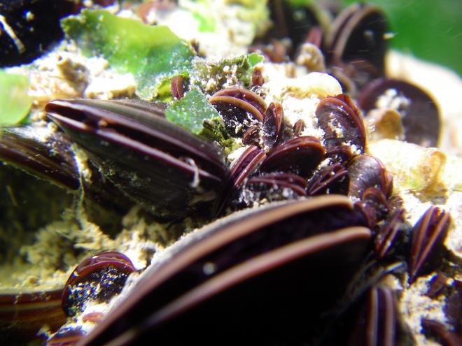 ムラサキイガイ