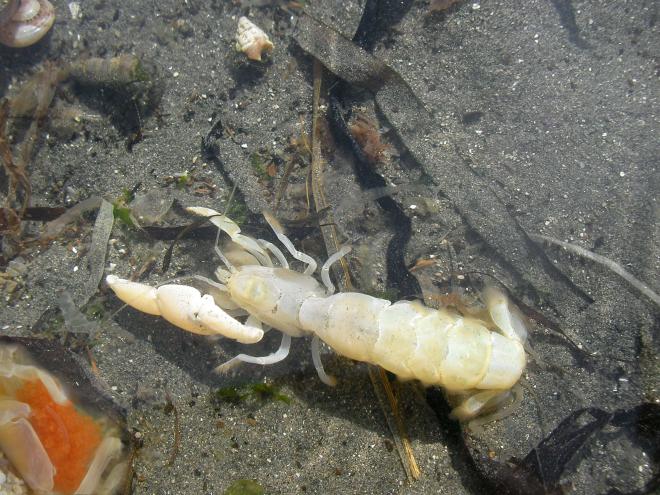 ニホンスナモグリ