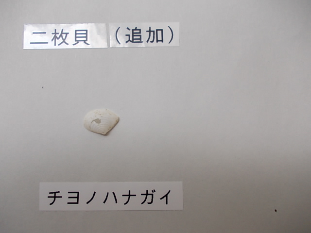 二枚貝追加
