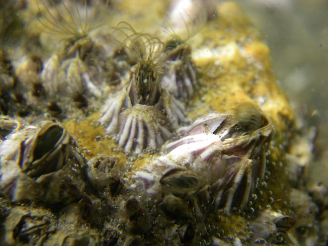 シロスジフジツボ