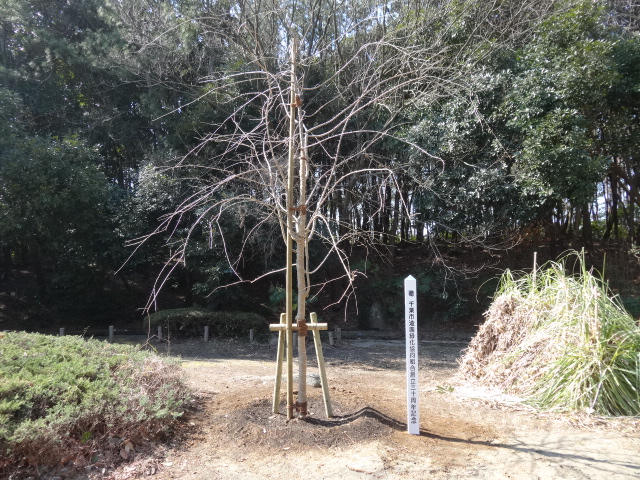 記念樹シダレザクラ