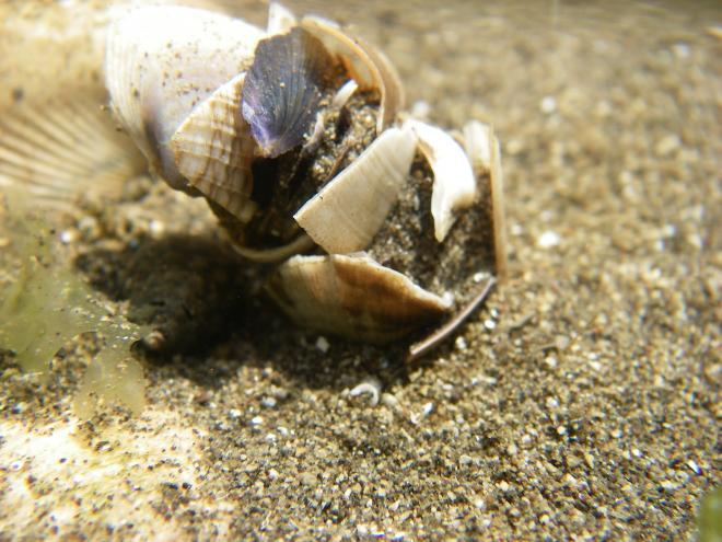 スゴカイイソメ