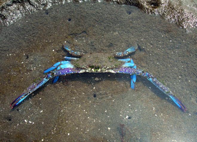 タイワンガザミ