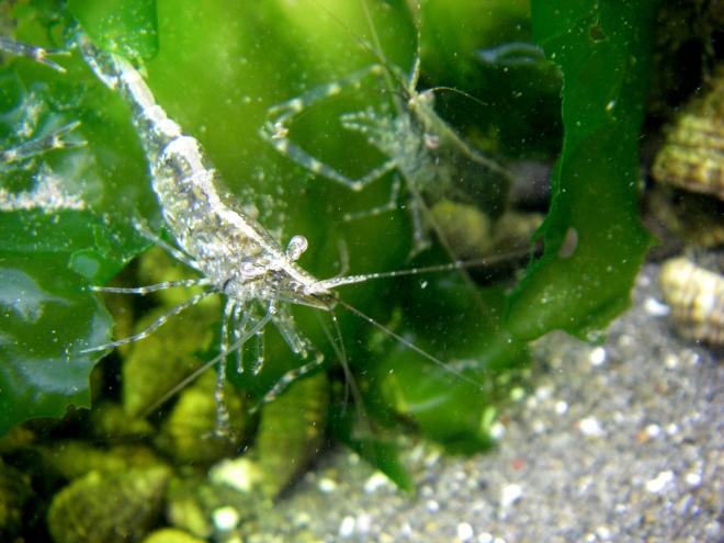 ユビナガスジエビ