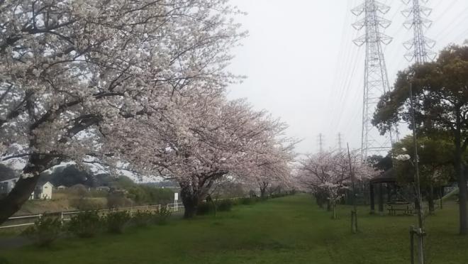0331千本桜（2）