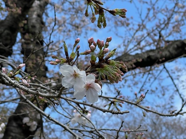 0401ohanamihirobahana