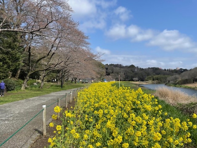 0401ohanamihirobazentai