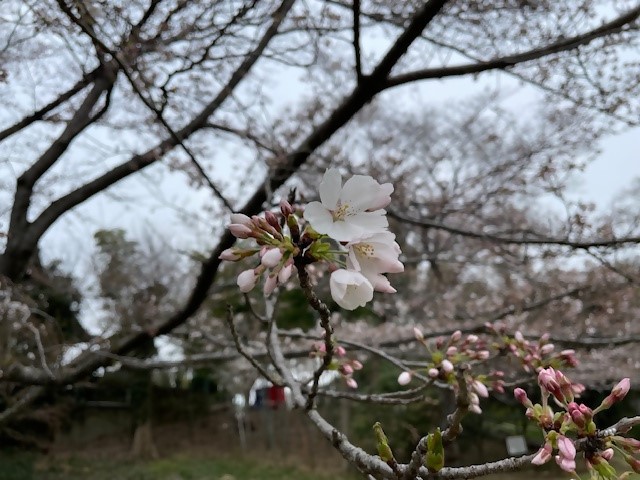 0403ohanamihirobahana