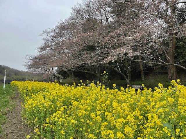 0403ohanamihirobazentai