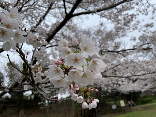 0405phanamihirobahana