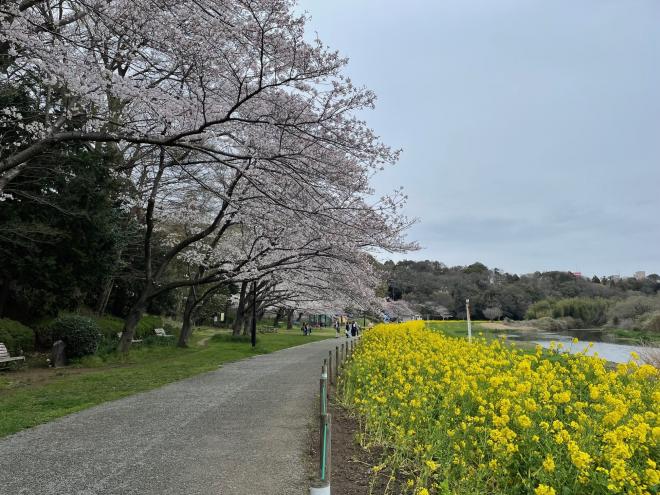 0405ohanamihirobazentai