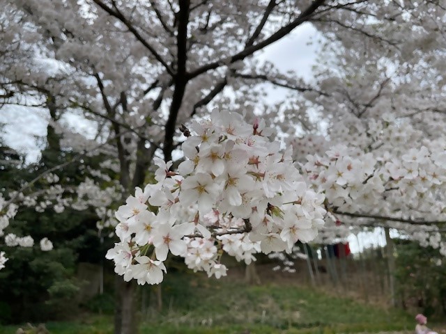 0409ohanamihirobahana