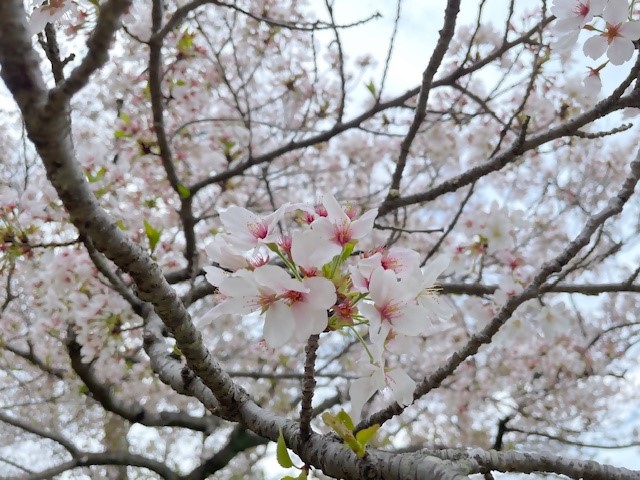 0412ohanamihirobahana