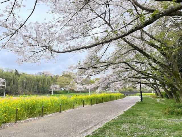 0412ohanamihirobazentai