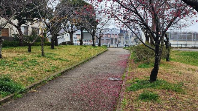 カンヒザクラ散り始め