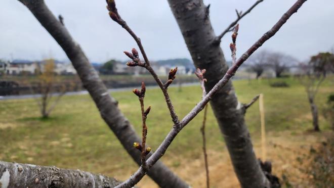 ソメイヨシノつぼみ3.25