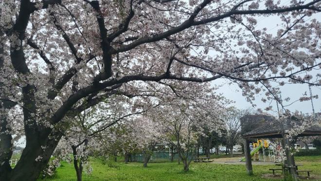 千本桜緑地1（4.12）